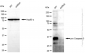 KD-Validated Anti-pro Caspase 3 Rabbit Monoclonal Antibody